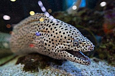 准备迎战特瑞 《街头霸王6》发布特瑞搏击证预告